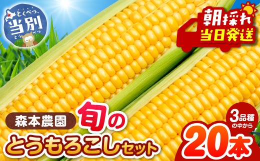 【2026年先行予約】 森本農園 とうもろこし20本セット | とうもろこし トウモロコシ 北海道とうもろこし 朝採れとうもろこし 産地直送とうもろこし st-p 677452 - 北海道当別町