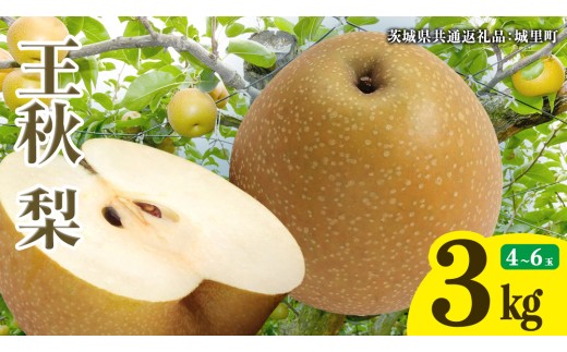 王秋梨 約3kg 4玉～6玉 (茨城県共通返礼品:城里町) 2026年 梨 なし 和梨 フルーツ 甘い お正月 クリスマス 大玉 直送 茨城 限定 [CO009sa] 