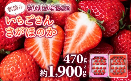 【先行予約】数量限定 いちごさん さがほのか ★贈り物にも最適★《2026年1月頃より出荷予定》 いちご イチゴ フルーツ 佐賀県 上峰町