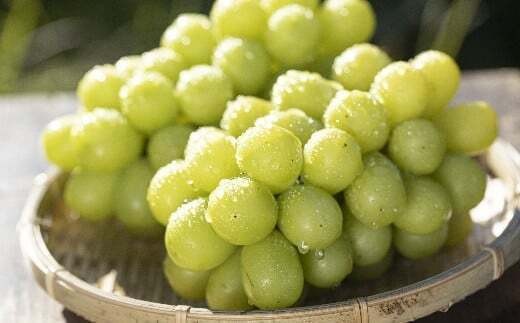 【ご家庭用】【数量限定】 農家さん応援企画！！【2026年先行予約】 シャインマスカット 1.8kg ≪2026年9月下旬～順次発送≫ 塩尻市産 | シャイン ぶどう 葡萄 ブドウ くだもの 果物 フルーツ マスカット 先行 先行予約 旬 塩尻 長野 信州