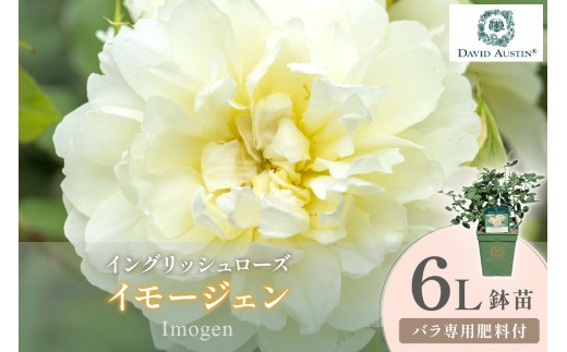 【イングリッシュローズ】デビッド・オースチン イモージェン 6L鉢苗（バラ専用肥料付）【025D-036】