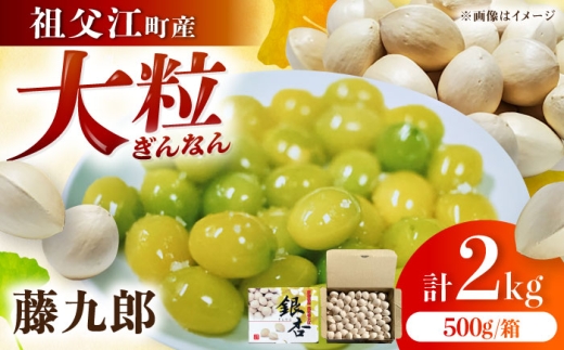 銀杏 祖父江のぎんなん 2kg（500g×4箱） / 大粒 藤九郎 おつまみ 殻付き / 稲沢市 / 光田農園 [BMBA002]