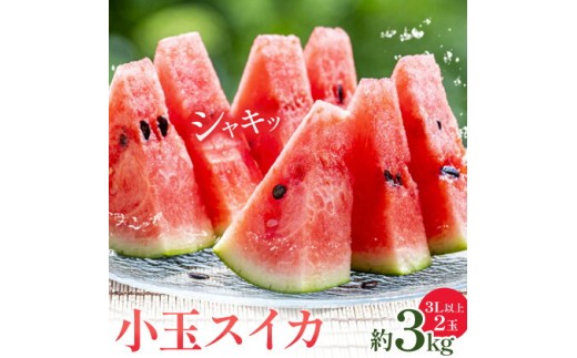 小玉スイカ 3L以上 2玉 計約3kg 株式会社エフビーネット《5月上旬-7月中旬頃出荷》熊本県 菊池市 小玉すいか すいか スイカ 西瓜 果物 フルーツ