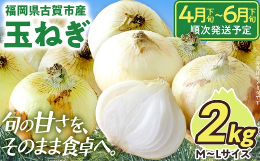 玉ねぎ 国産 古賀市産 2kg たまねぎ タマネギ みずみずしい 甘い 柔らかい 農家直送 Mサイズ Lサイズ 肉じゃが サラダ 早生 中生 福岡県 福岡 九州 グルメ お取り寄せ【4月下旬～6月下旬頃に順次発送予定】