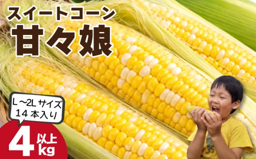 とうもろこし 甘々娘 4kg以上 L～2L 14本 サイズ混合 《 2026年6月発送 》 スイートコーン かんかん娘 冷蔵 コーン 野菜 やさい 新鮮 サラダ 茹でとうもろこし 焼きもろこし 天ぷら スープ かんかんむすめ カンカン娘 BBQ 焼き肉 アウトドア キャンプ 特産品 産地直送 徳島県 吉野川市