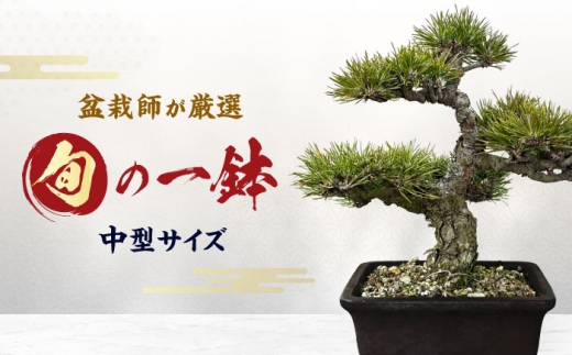 プロの盆栽師が仕立てた盆栽をご自宅で