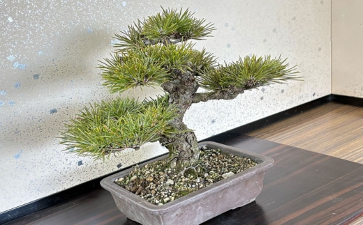 プロの盆栽師が仕立てた盆栽をご自宅で