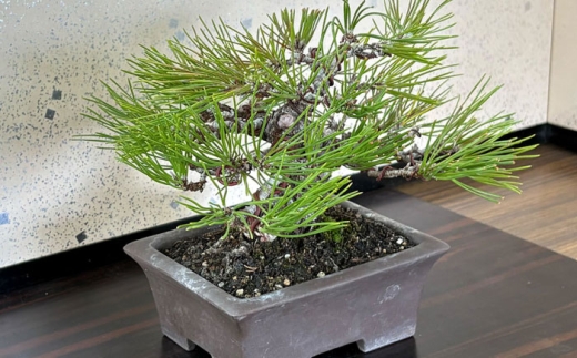 プロの盆栽師が仕立てた盆栽をご自宅で。お父さんへのプレゼントにもおすすめです。