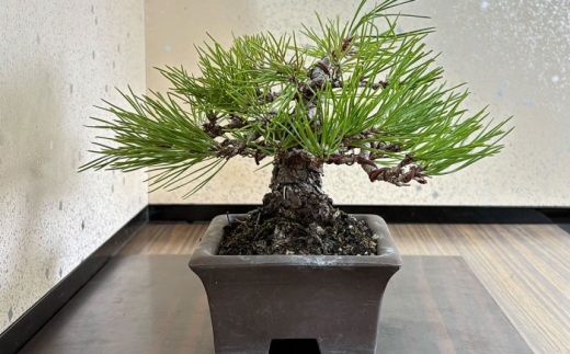 プロの盆栽師が仕立てた盆栽をご自宅で。お父さんへのプレゼントにもおすすめです。