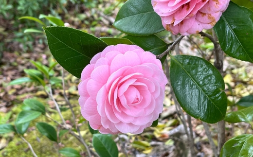 世界で愛される名花「淡乙女」。幾重にも重なる美しい花びら