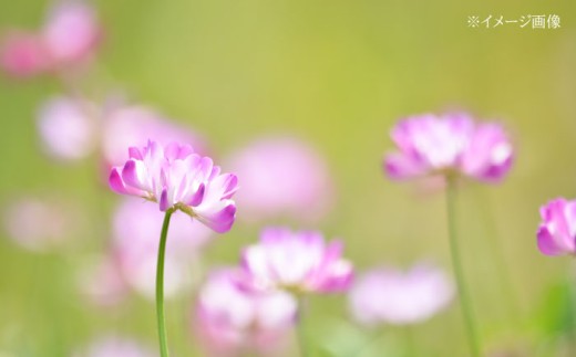 米 ふるさと納税限定 つやひめ つや姫 こめ ツヤヒメ ブランド米 主食 贈答 ギフト おすすめ 人気 岐阜県 恵那市