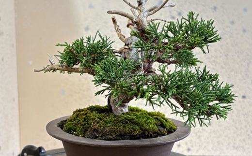 プロの盆栽師が仕立てた盆栽をご自宅で。お父さんへのプレゼントにもおすすめです。