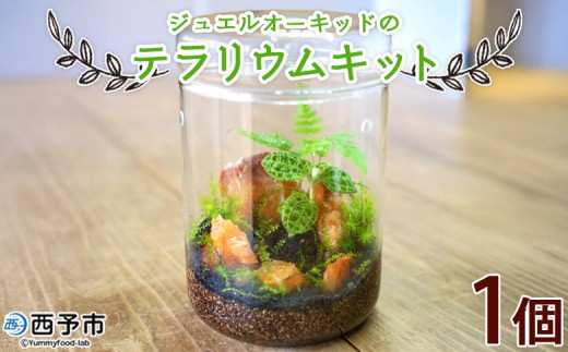 ＜ジュエルオーキッドのテラリウムキット＞コケ 苔 シダ インテリア ガーデニング 園芸 グリーン 緑 植物 キット栽培 作成キット 自作キット ハンドメイド 育成 観葉植物 西予苔園 愛媛県 西予市 【常温】『1か月以内に順次出荷』