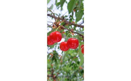 08-45-002　温室さくらんぼ（佐藤錦）化粧箱300g