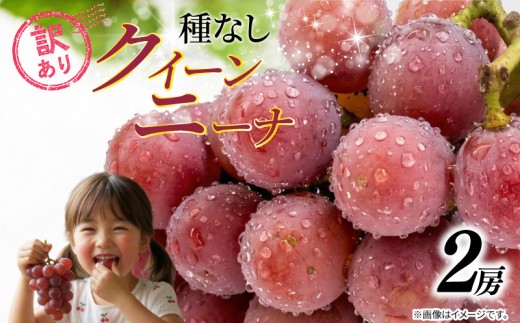 訳あり ぶどう クイーンニーナ 2房 1kg以上 2026年発送分 数量限定 先行予約 種なし 葡萄 産地直送 グレープ おすすめ 人気 産地直送 フルーツ ブドウ 果物 くだもの お届け 国産 贈答 新鮮 ギフト  高級ぶどう 高級 皮ごと 味覚 フレッシュ 新鮮 甘い お取り寄せ ふるさと納税 ふるさと納税ぶどう 千葉県 銚子市 加瀬農園 【8月中旬から順次発送予定】