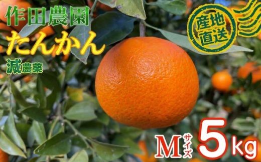 タンカン 秀品 5kg Mサイズ くだもの 果物 かんきつ 柑橘 ミカン みかん 南国フルーツ 高糖度 ジューシー 甘い 国産 産地直送 旬 人気 家庭用 贈答用 お取り寄せ 作田農園 高知県 室戸市