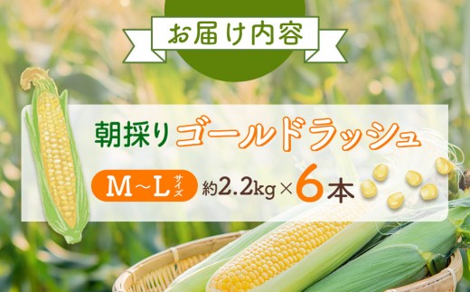 北海道旭川市のふるさと納税 【26年先行予約】朝採り　とうもろこし　ゴールドラッシュ　約2.2kg（M～Lサイズ× 6本）（2026年8月中旬から順次発送予定）【 人気 北海道産 糖度 生 野菜 スイートコーン 産地直送 バーベキュー BBQ コーン 旬 お取り寄せ 旭川市 北海道 】_05229