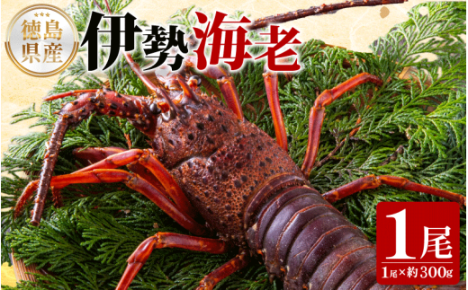 伊勢海老 300g 1尾 《徳島の伊勢海老は身詰まりが良い！》 えび エビ 高級 伊勢 伊勢えび 鮮魚 海鮮 魚介 刺身 焼き物 汁物 イセエビ 海老 正月 おせち ギフト 贈答 贈り物 徳島 阿南 【年末年始 発送対応可能です！】