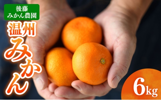 後藤みかん農園 温州みかん 6kg 宮川 片山 果物 くだもの 旬のフルーツ 旬の果物 季節のフルーツ 季節の果物 柑橘 柑橘類 静岡 浜松市[№5360-1080]