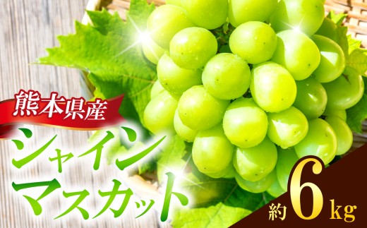 熊本県産 シャインマスカット 約6kg 『 かめまる食堂 』 種無し ぶどう | フルーツ 果物 くだもの ぶどう ブドウ 葡萄 シャイン マスカット 種なし 種無し 熊本県 玉名市