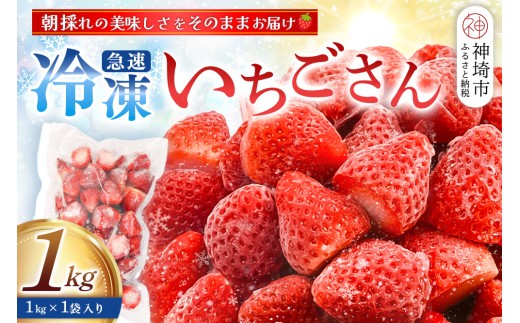 冷凍いちご 1kg(いちごさん)【佐賀県産 ブランド 冷凍いちご フレッシュ 冷凍フルーツ スムージー デザート お菓子作り シャーベット 甘い みずみずしい 無添加】(H126101)