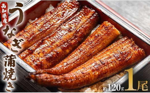 国産 うなぎ 蒲焼き 120g 1尾 国産うなぎ セット 詰め合わせ 蒲焼 ウナギ 1尾 うなぎ 鰻 ウナギ unagi 土用 丑の日 国産 国産うなぎ きた本 うなぎ屋きた本 蒲焼 タレ付 お祝い 高級 プレゼント 鰻 うなぎ ウナギ ギフト うな重 うな丼 夕飯 贅沢 惣菜 魚介 加工品 加工食品 おかず お手軽 1万円以上 10000円以上 鰻 un-0013