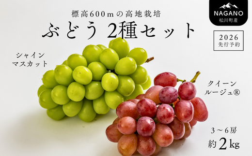 TK17　ぶどう２種セット（シャインマスカット／クイーンルージュ®）約2kg／2026年9月下旬頃～10月中 配送予定 // 長野県 南信州 種なし 皮ごと 詰め合わせ 食べ比べ 贈答 ギフト 新鮮 クインルージュ シャイン マスカット 葡萄