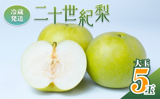 【2026年 先行予約】 二十世紀梨 魅力の大玉5玉入り※冷蔵発送｜鳥取 井上農園 梨 なし ナシ 青梨 果物 フルーツ 4L～5L【41069】