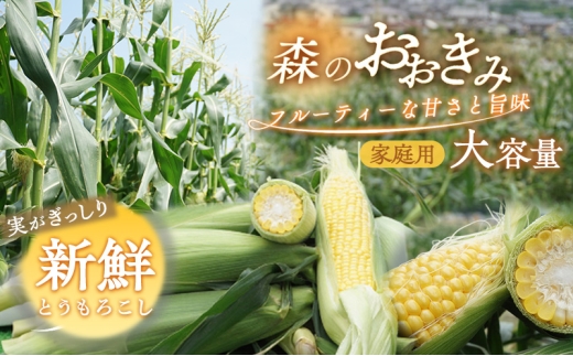 森町産“森のおおきみ”平均糖度18度超え・朝採れスイートコーン（たっぷり大容量） とうもろこし スイートコーン 森のおおきみ 朝採れ 新鮮 大容量 フルーティー 上品 詰め合わせ 野菜 静岡県 森町