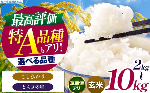 いちご農家さん応援米！ 訳あり 令和7年度産 白米 選べる 銘柄 容量 約2kg～10kg こしひかり とちぎの星 |  真岡市産 訳あり 米  お米 こめ 玄米 ご飯 ごはん もちもち コシヒカリ にじきら みるきーくいーん 限定 ふるさと納税  栃木県 真岡市 送料無料 