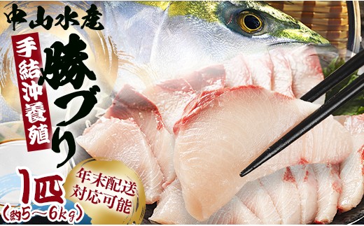 【年末配送可能】ブリ 鰤 1本 5～6kg ぶりフィレ たたき ぶりしゃぶ ブリカマ ブリ 一本 鰤 - ぶり ブリ 刺し身 カマ 切り身 ぶりしゃぶ 鰤漬け 鮮魚 海鮮 魚介類 中山水産 手結沖養殖「勝ブリ」 ぬたもおすすめ ny-0014