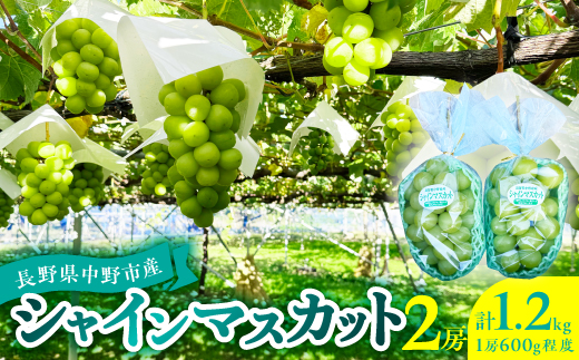 2026年発送　シャインマスカット2房1.2kg以上【1686234】