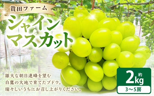 シャインマスカット 約2kg箱 （ 3 ～ 5房 ） ぶどう 果物 くだもの 果実 フルーツ 葡萄 ブドウ 果汁 国産 山形県産 マスカット 糖度 【 2026年9月下旬～11月上旬まで順次発送予定 】