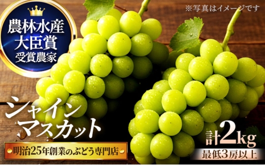 直売所限定販売の数量限定シャインマスカット 2.0サイズ　7月下旬～8月上旬発送