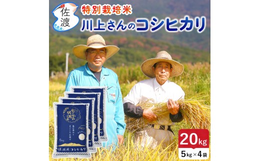 佐渡島産 川上さんのコシヒカリ 白米20kg 令和7年産 特別栽培米 【食の宝島佐渡】 2581593 - 新潟県佐渡市