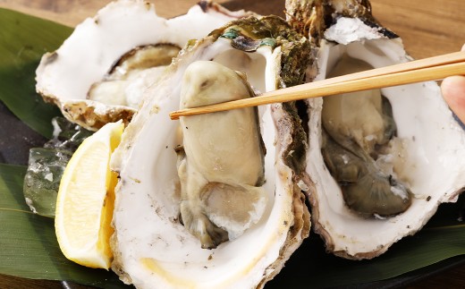 【指定日時必須】戸石産 岩牡蠣 計約2kg（生食用／カキナイフ付き）