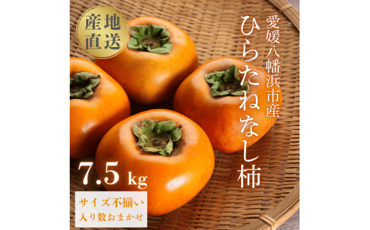 国安さんちのひらたねなし柿 7.5kg＜F20-27＞_ 柿 かき カキ 種無し 種なし柿 種無し柿 フルーツ 果物 くだもの 人気 美味しい 愛媛県 八幡浜市 ふるさと 【1323619】 YWTI022