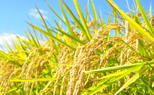 米 お米 白米 kome rice 精米 ブランド米 ごはん 10キロ 農家直送