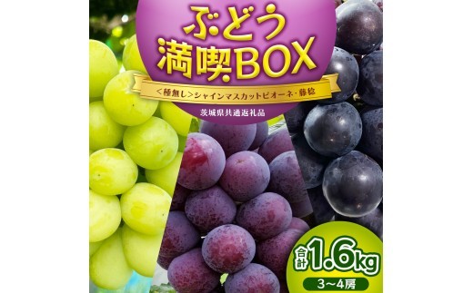 ≪ 種なし ≫ シャインマスカット ・ ピオーネ ・ 藤稔 約 1.6kg 計 3～4房 [ぶどう満喫BOX] (茨城県共通返礼品:かすみがうら市) 2026年 マスカット ぶどう 葡萄 ブドウ フルーツ 果物 くだもの 旬 食べ比べ セット 詰め合わせ 国産 産地直送 ギフト 贈答 プレゼント 手土産 お土産 [DH022sa]