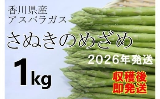 【お申込受付中！】2026年産　善通寺市産アスパラ｢さぬきのめざめ」１kg