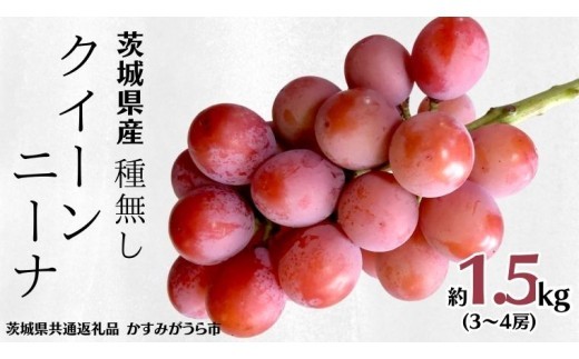 《 種なし 》 クイーンニーナ 約1.5kg 3～4房 (茨城県共通返礼品 かすみがうら市) 久保田果樹園 産地直送 フルーツ 甘い 直送 茨城 限定 ギフト ぶどう クイーンニーナ 果物 [DH008sa]