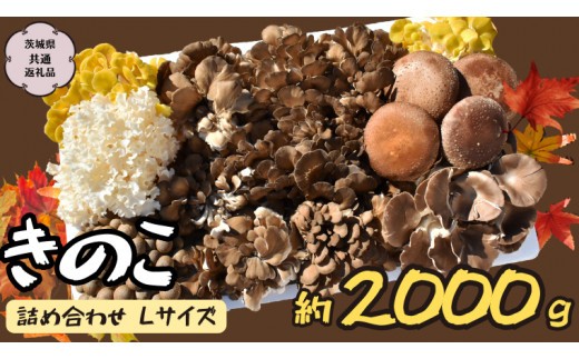 きのこ の 詰め合わせ Lサイズ 約2000g【茨城県共通返礼品 城里町】 キノコ 舞茸 あわび茸 たもぎ茸 しいたけ 花びら茸 [CX003sa]