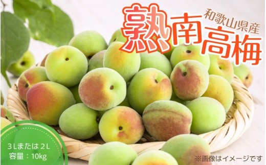 【先行予約】【梅干・梅酒用】（3Lまたは2L－10Kg）熟南高梅＜2026年6月上旬～7月7日発送予定＞【ART05】フルーツ 果物 くだもの 食品 人気 おすすめ 送料無料 和歌山 うめ 梅 完熟梅 梅干し 梅酒 ウメ【art009B】
