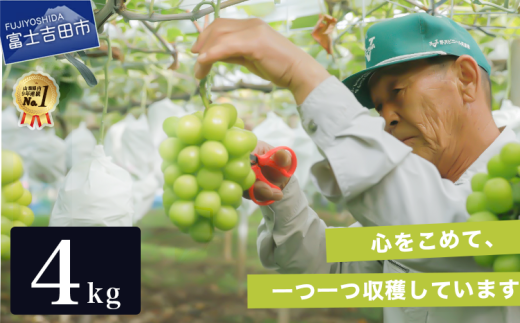 【2026年発送】【数量限定】【期間限定】産地直送 高級シャインマスカット4kg（6～8房）