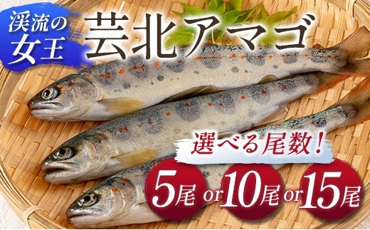 「渓流の女王」芸北アマゴセット_S-OG065_AMG