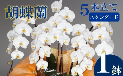 母の日 ギフト 花 人気 胡蝶蘭 5本立て 白 スタンダード お祝い プレゼント 贈り物 贈答 須崎洋蘭園 SY007_x 1432265 - 高知県須崎市