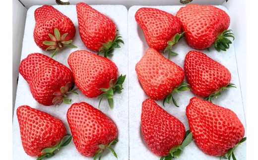 いちご 紅ほっぺ 特大いちご約600g（1箱）