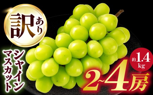 ≪ジャンル別ランキング入賞≫ 【2026年発送先行受付】訳ありシャインマスカット 約1.4㎏入り　2～4房| 訳あり シャインマスカット マスカット ぶどう ブドウ 葡萄 果物 フルーツ 期間限定 新鮮 くだもの 国産 ギフト お裾分け 旬 人気 種なし 皮ごと食べられる ジューシー 糖度が高い 先行受付 先行予約 季節限定 おすすめ 旬の果物 香川 香川県 三木町 |_mk006-049-2