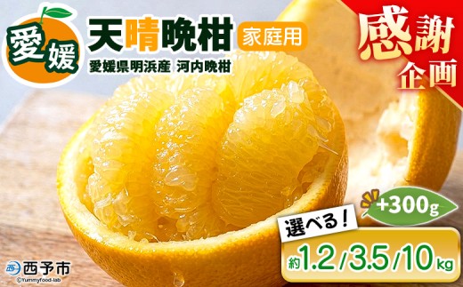 先行予約受付[天晴晩柑(河内晩柑)家庭用 約1.2kg/3.5kg/10kg 全て +300g ]『2026年4月上旬〜5月下旬迄に順次出荷予定』選べる 内容量 感謝企画 訳アリ 訳あり 果物 柑橘 みかん 和製 グレープフルーツ 食べて応援 特産品 株式会社笑丸 愛媛県明浜産 愛媛県 西予市[常温]