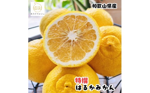 ［先行予約］［人気柑橘］特撰 はるかみかん 5kg ［MS146］ 2598061 - 和歌山県九度山町